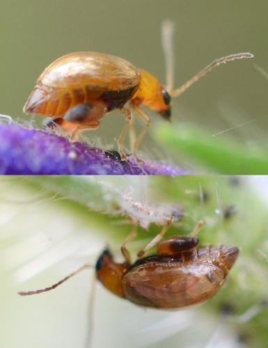 Longitarsus sp.